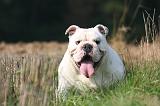 BULLDOG ANGLAIS 183